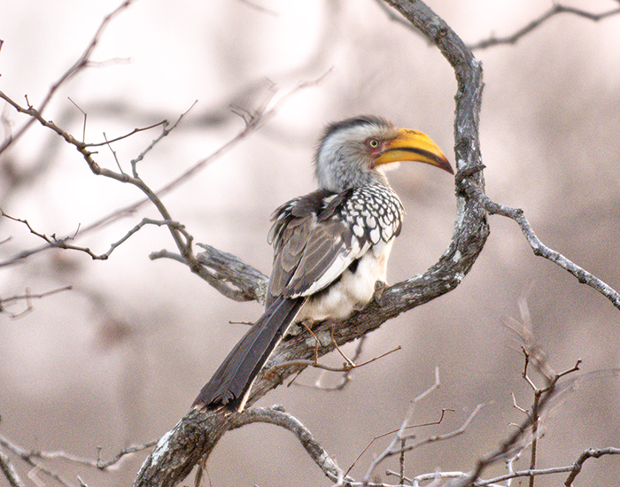 Yellow-billed hornbill